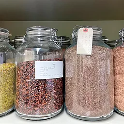 Sowing Knowledge: Seed Collection with the NYC Parks Plant Ecology Center and Nursery