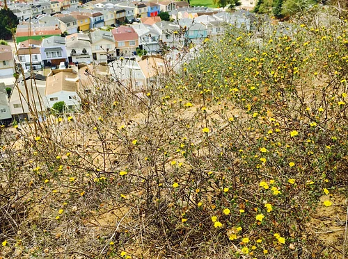 San Bruno Mountain Dunes Tour and Restoration Event