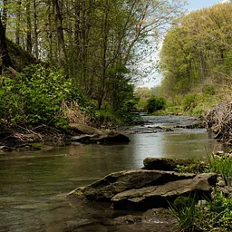 Invasive Plant Management Volunteer Workday: Churchill Valley Greenway