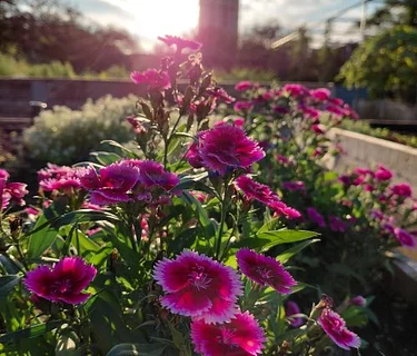 Garden & Nature Series: Buzz & Bloom – Park Pollinator Walk