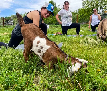 Goat Yoga