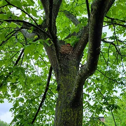 Hickory Dickory Nature Walk
