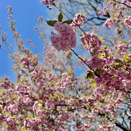 SCHOOLS CLOSED: Spring Recess