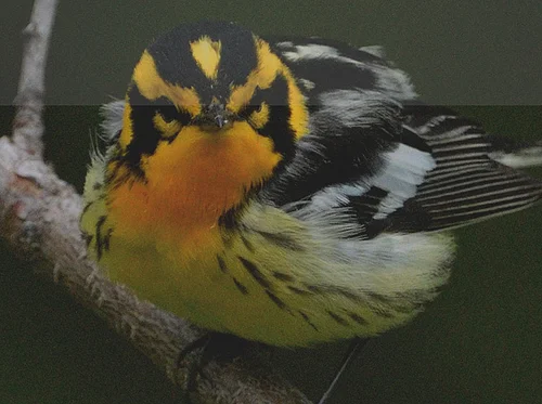 23rd Annual Downeast Spring Birding Festival