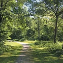 Decoding the Landscape: The Urban Wilds