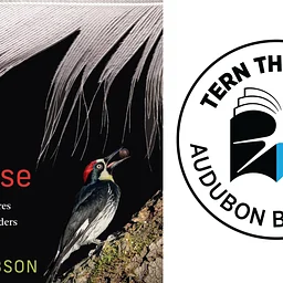Tern the Page Book Club: “Birds Up Close” by Lorna Gibson