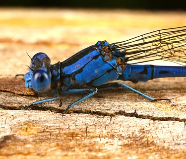 Macrophotography Lesson and Guided Walk