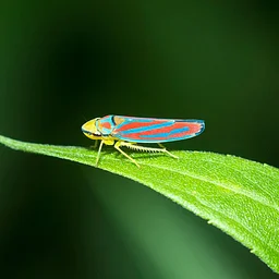 Insect Investigation