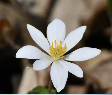 Where the Wildflowers Are: Hidden Oaks Preserve