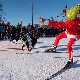 Doggie Dash