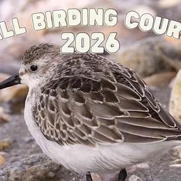 Fall Birding Course | Cape Cod Weekend