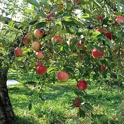 Autumn Celebration with Cider and Doughnuts