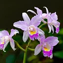 Naples Orchid Society Annual Show & Sale