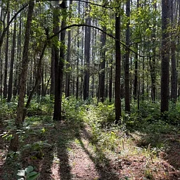 HIKE: Big Woods-Happy Thanksgiving