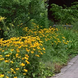 McLane Center Pollinator Garden Tours