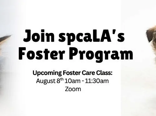 Foster Training Class – August 8th