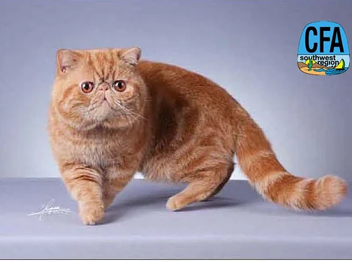 Cat Show in Tucson: The Catalinas Cat Club