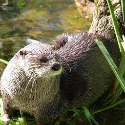 Daily Otter Feeding