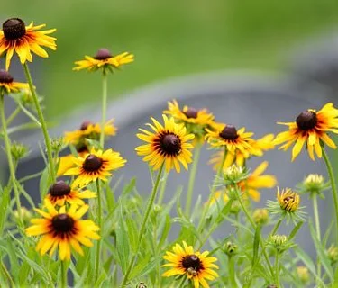 Wildflowers of Green-Wood 