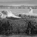 Seals and Society: Lessons on Conservation, Resilience, Research and Discovery
