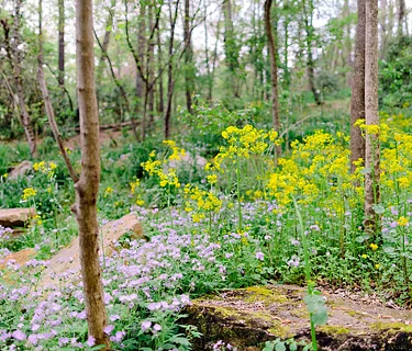 Wildflower Walkabout