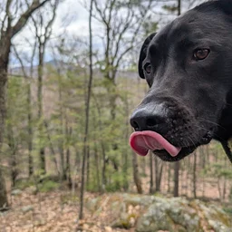 Scent Work with Dogs