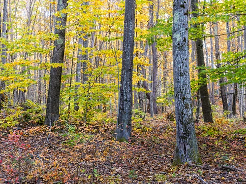 Get to Know Your Preserves Summer Series: Fuller Forest Preserve