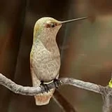 Birds of Vermont Museum
