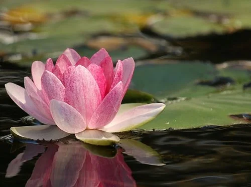 WELLNESS IN BLOOM: THE HEALING GARDEN TOUR