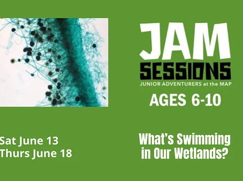 JAM Sessions: What’s Swimming in Our Wetlands?