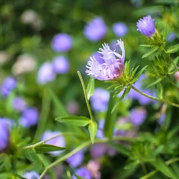 Kalmia Gardens