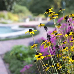 Native Plants of Fall: Hybrid