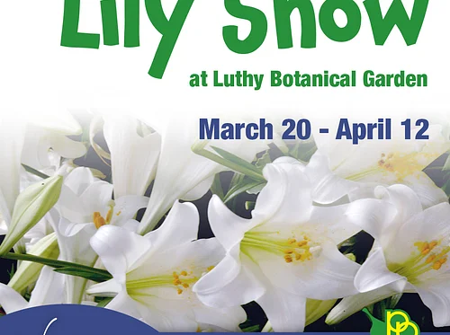 Lily Show