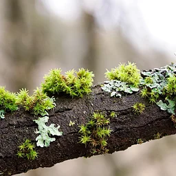 Greenway Wild Walks: Likable Lichens