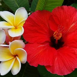 Hibiscus + Plumeria Plant Preview