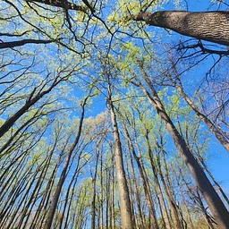 Beneath the Canopy: Mushrooms, Trees & Forest Connections