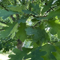 Tree Collection Walk: Oaks
