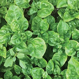 Watercress Fest