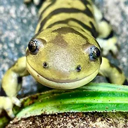 Hands-On Homeschool: Slick and Slimy