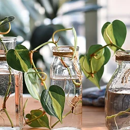 Plant Propagation 101