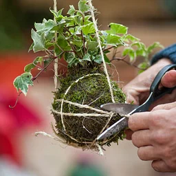 Kokedama (Botanical Art) Workshop
