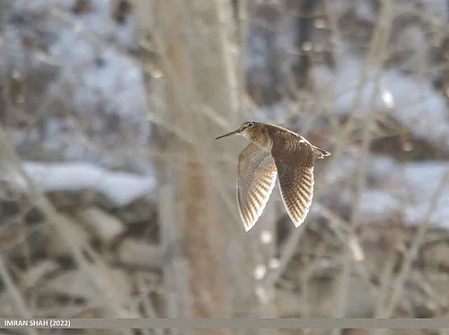 Science Stroll: Woodcock Walk