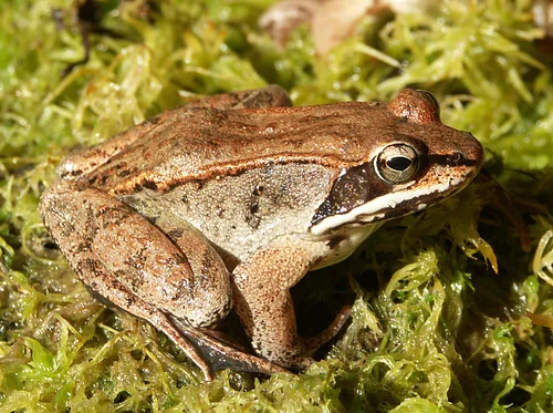 Marion’s vernal pools