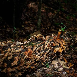 Master Naturalist Advanced Training: Fungi and Their Decomposing Allies