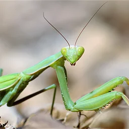 Adult Bug Hunting & Happy Hour