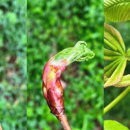 Fourth Saturday Phenology Walk