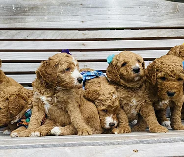 Paws for Cause
