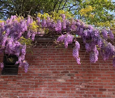 April 30th: Hill-Physick House Spring Plant Sale Kick Off Party