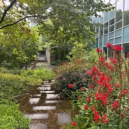 Virtual Lunchtime Tour: Sun, Shade, and Summer Leaves