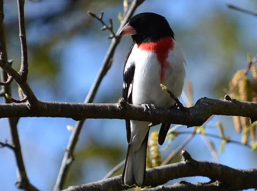 Early Birders Morning Walk (June 28)